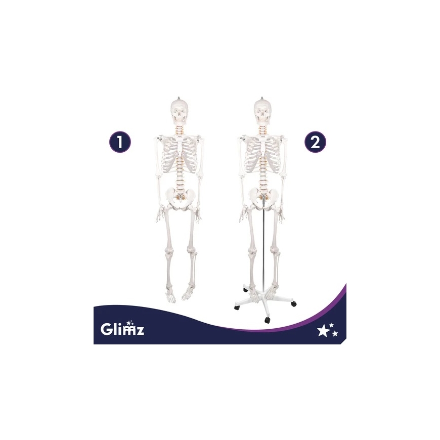 Human Skeleton - 170cm Glimz – 5