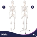 Inimese Skelett - 170cm Glimz