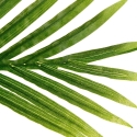 Atmosphera Kunstlik palm puukott, kõrgus 170 cm Atmosphera Kunstlik palm puukott, kõrgus 170 cm