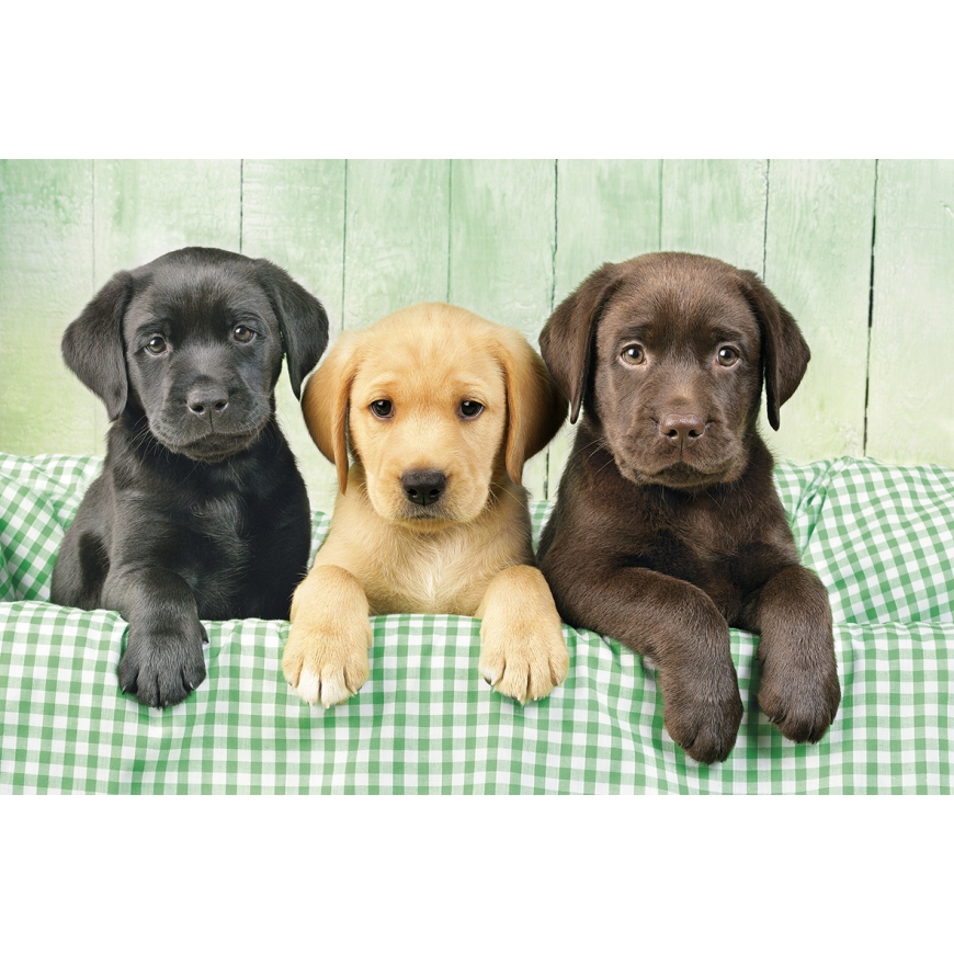 Clementoni Three Labs Dėlionė 1000 vnt Gyvūnija – 2