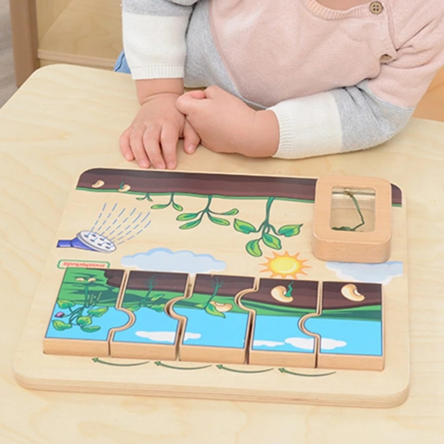 Masterkidz medinė edukacinė lenta pupelės gyvavimo ciklas – 4