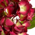 Eurofirany KW/NATU/270/BOR BORD Eurofirany KW/NATU/270/BOR BORD