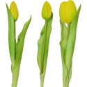 Saska Garden Keltaisten tulppaanien kimppu 31 cm koriste