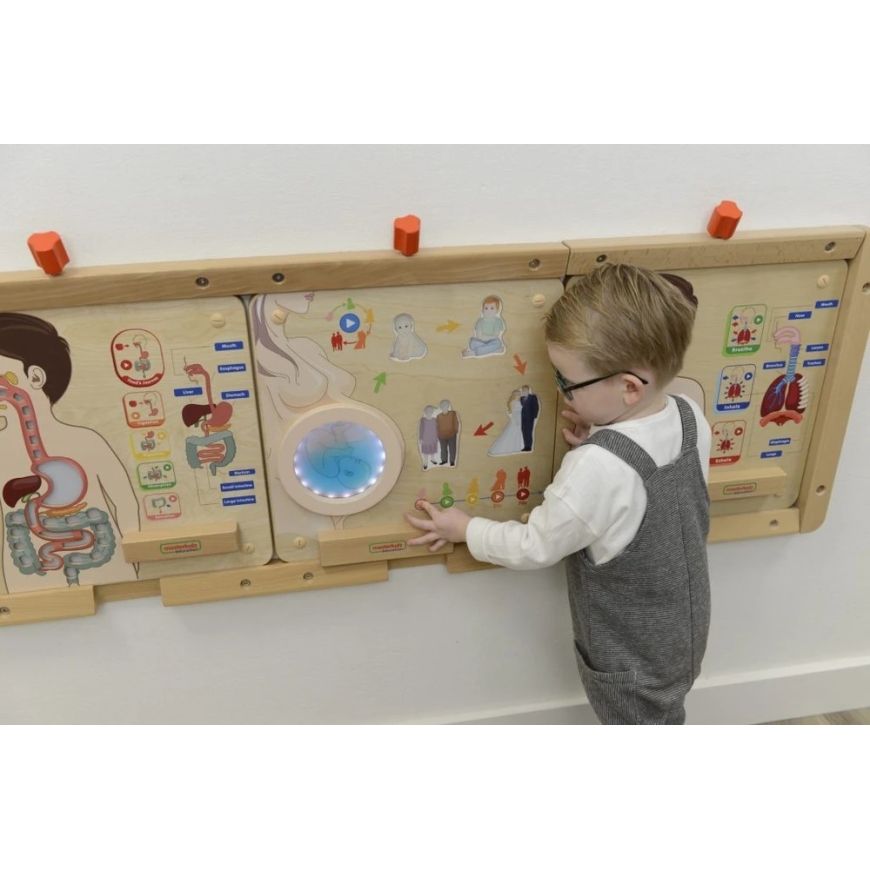Masterkidz opetustaulu Ihmisen elinkierto Montessori – 4