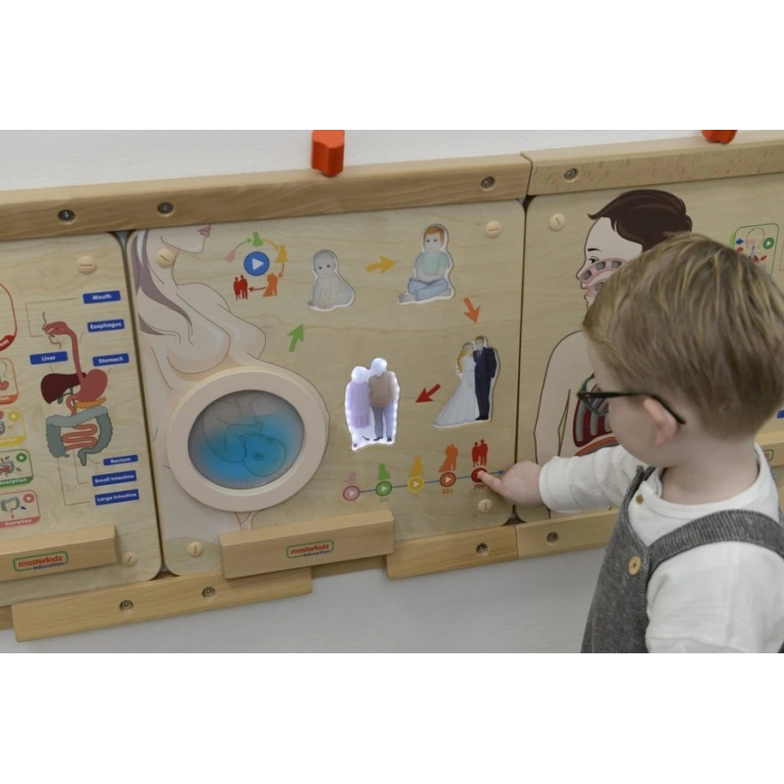 Masterkidz Educational Board Human Life Cycle Montessori – 5