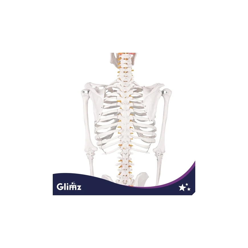 Inimese skeleton hambahari – 170 cm Glimz – 5