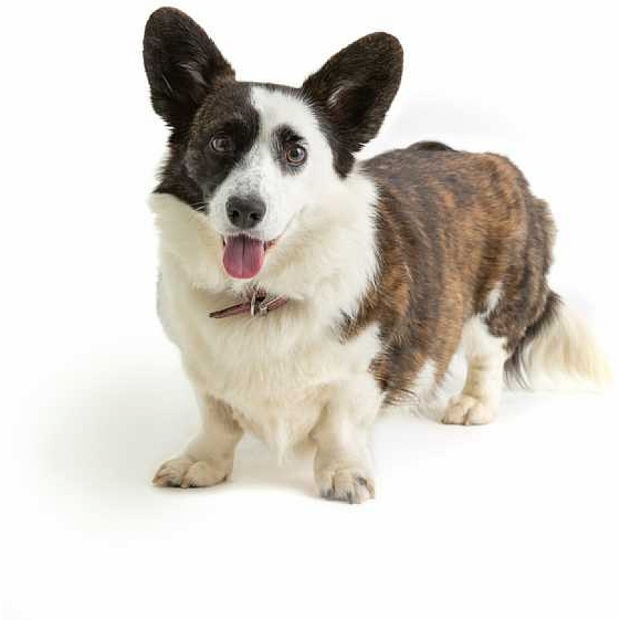 MASON CASH (RAYWARE GROUP) MC-Pet миска 13 см реактивный след – 5