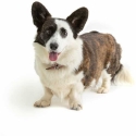 MASON CASH (RAYWARE GROUP) MC-Pet миска 13 см реактивный след MASON CASH (RAYWARE GROUP) MC-Pet миска 13 см реактивный след