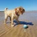 Doggy Village MT7105 – Interaktiivne värvilise valgustusega õhupall koertele Doggy Village MT7105 – Interaktiivne värvilise valgustusega õhupall koertele