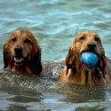 Doggy Village MT7105 – Interaktiivne värvilise valgustusega õhupall koertele Doggy Village MT7105 – Interaktiivne värvilise valgustusega õhupall koertele