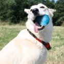 Doggy Village MT7105 – Interaktiivne värvilise valgustusega õhupall koertele Doggy Village MT7105 – Interaktiivne värvilise valgustusega õhupall koertele