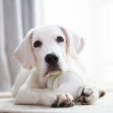 Prize orb Doggy Village MT7102 Prize orb Doggy Village MT7102