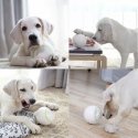 Doggy Village Prize ORB Judantis, interaktyvus kamuolys su Skanėstais vidutiniams ir dideliems šunims Doggy Village Prize ORB Judantis, interaktyvus kamuolys su Skanėstais vidutiniams ir dideliems šunims
