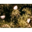Tracer 46970 Outdoor light string IP65 230V 15 bulbs 45W Tracer 46970 Outdoor light string IP65 230V 15 bulbs 45W