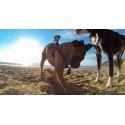GoPro Fetch Support System - Dog Harness ADOGM-001