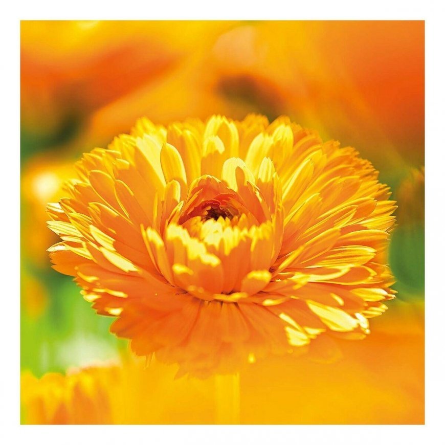 Weleda Calendula Body lotion 200ml – 5