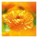Weleda Calendula Body lotion 200ml Weleda Calendula Body lotion 200ml
