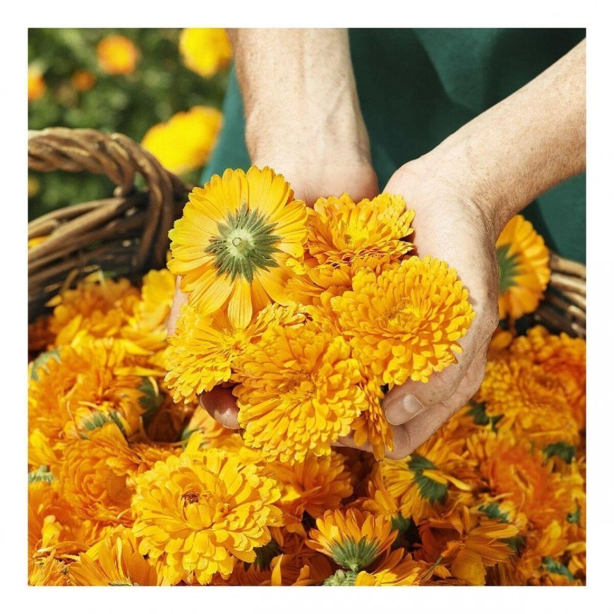 Weleda Calendula Losjonas kūnui 200ml – 6