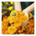 Weleda Calendula Losjonas kūnui 200ml