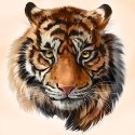 Beldizart Wild Predator 38*38 cm WD2515 Beldizart Wild Predator 38*38 cm WD2515