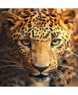 Beldizart Diamond painting set Leopard portrait 30х30 cm AZ-1400