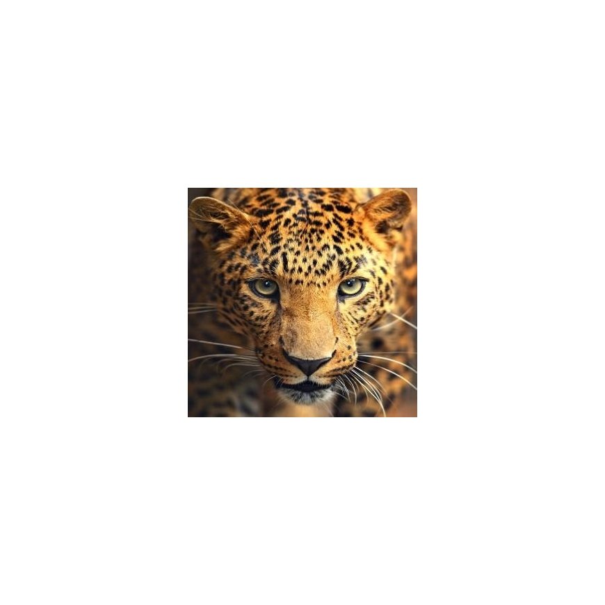 Beldizart Deimantų tapybos rinkinys Leopardo portretas 30х30 cm AZ-1400