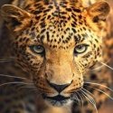 Beldizart Deimantų tapybos rinkinys Leopardo portretas 30х30 cm AZ-1400 Beldizart Deimantų tapybos rinkinys Leopardo portretas 30х30 cm AZ-1400
