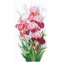 Beldizart Iris Triumph SANT-14 Beldizart Iris Triumph SANT-14