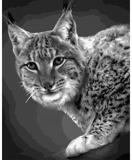 Beldizart Paint by numbers kit. F008 Lynx 40*50