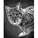 Beldizart Paint by numbers kit. F008 Lynx 40*50 Beldizart Paint by numbers kit. F008 Lynx 40*50