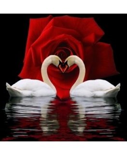 Beldizart Diamond Painting Kit Swan Devotion 50x55 cm AZ-421