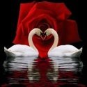 Beldizart Diamond Painting Kit Swan Devotion 50x55 cm AZ-421 Beldizart Diamond Painting Kit Swan Devotion 50x55 cm AZ-421