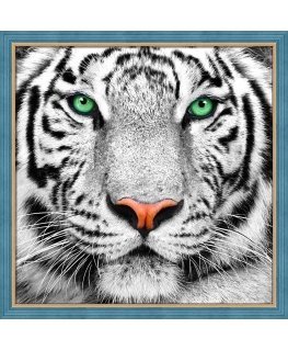 Beldizart White tiger portrait 25x25 cm AZ-1788