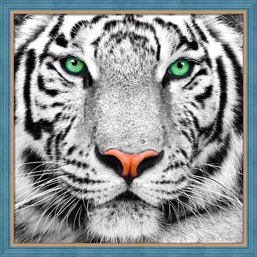 Beldizart White tiger portrait 25x25 cm