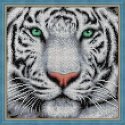Beldizart White tiger portrait 25x25 cm AZ-1788