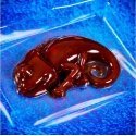 Lisciani Crazy Science - Slime kameleon