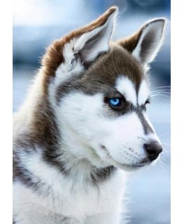 Beldizart Snow dog 27*38 cm WD088