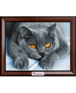 Beldizart Loving British cat 40х30 cm AZ-1857