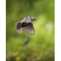 Sony ILCE-7RM5B A7R V 35mm Full-Frame Camera with