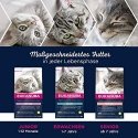 Eukanuba Dog Dry Breed SpecificYorkshire Chicken2kg Eukanuba Dog Dry Breed SpecificYorkshire Chicken2kg