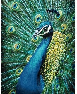 Beldizart Peacock 38 x 48 cm WD231