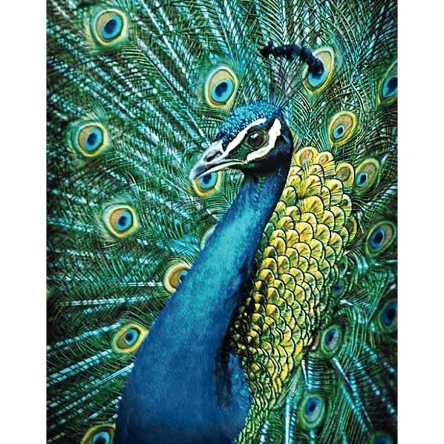 Beldizart Peacock 38 x 48 cm WD231