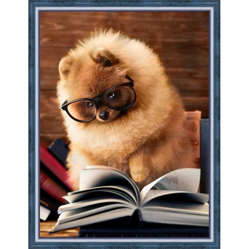 Beldizart Reading Pomeranian 30x40 cm AZ-1831