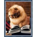 Beldizart Reading Pomeranian 30x40 cm AZ-1831 Beldizart Reading Pomeranian 30x40 cm AZ-1831