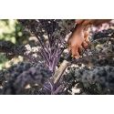 Fiskars X-series harvesting knife K82
