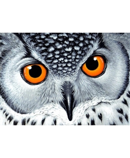 Beldizart Owl&039s Look 38 x 27 cm WD243