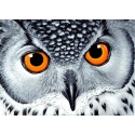 Beldizart Owl&039s Look 38 x 27 cm WD243 Beldizart Owl&039s Look 38 x 27 cm WD243
