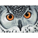 Beldizart Owl&039s Look 38 x 27 cm WD243 Beldizart Owl&039s Look 38 x 27 cm WD243