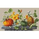 luca S Pumpkin SB2303 luca S Pumpkin SB2303