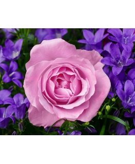 Beldizart Garden rose 48*38 cm WD2308